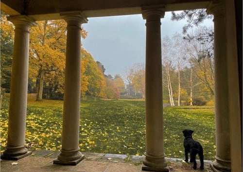 Luna, the family's much loved first schnauzer, gazing out at the autumnal Main Arboretum