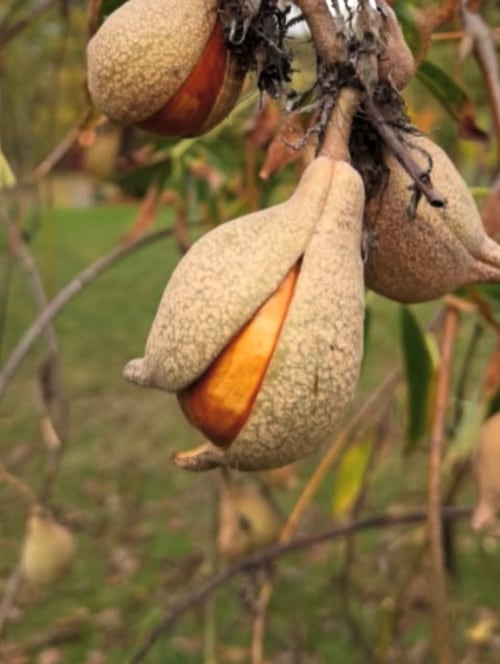 The large golden fruit of Aesculus californica
