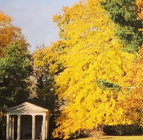 Tilia tomentosa 'Petiolaris' at its absolute finest in late Autumn, almost engulfing the Temple of Pisces