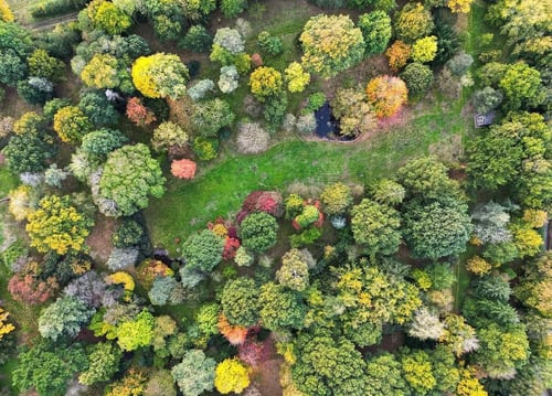 A bird's eye view of the Main Arboretum in mid Autumn