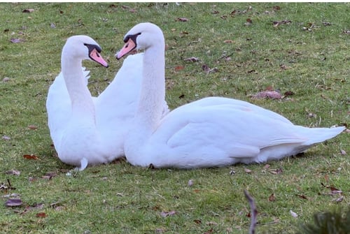 A devoted pair of Polish Mute Swans grazing ahead of the cold Winter