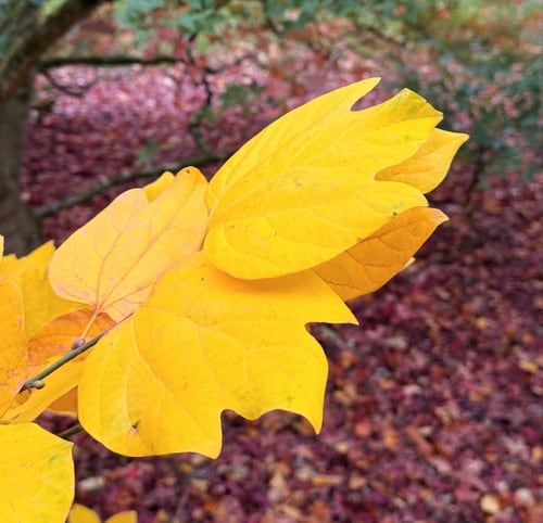 Splendid Autumn foliage of the rare spicebush, Lindera obtusiloba