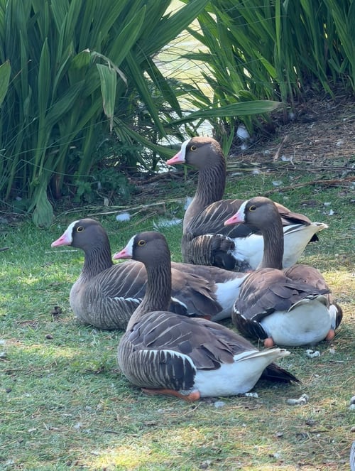 Lesser White-Fronted Geese enjoying a sunnier day in Autumn