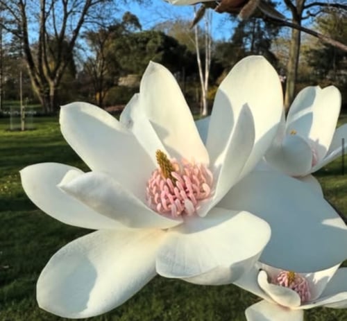 Magnolia "Joli Pompom", splendid in mid Spring