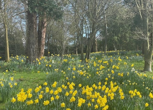 The Upper Arboretum flooded with daffodils in early Spring