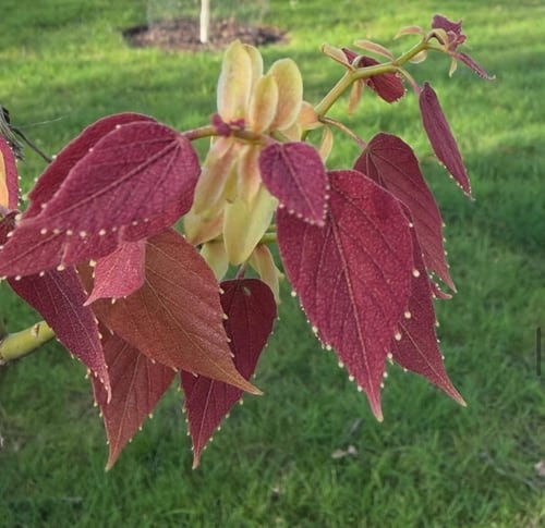 New foliage of remarkable colour on Tilia endochrysea in the Main Arboretum