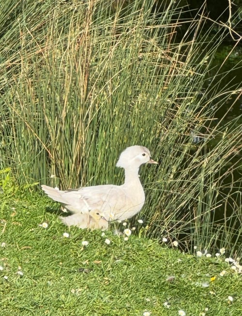 A blue Carolina duck with her duckling