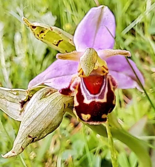 One of numerous Bee Orchids in the wildflower meadow