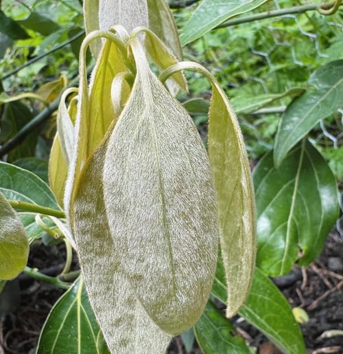Intricate new growth on Neolitsea sericea in the Upper Arboretum
