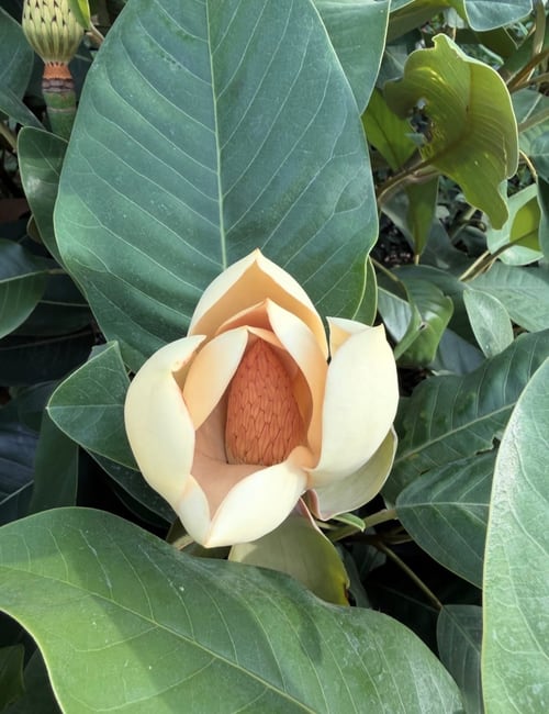Newly emerging flower on the rare Magnolia delavayi in the Walled Garden