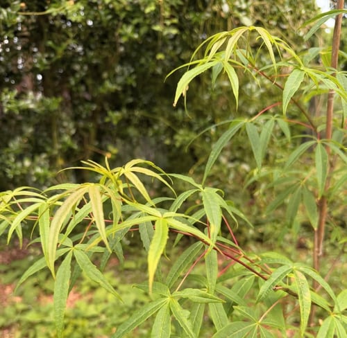 The critically endangered Acer pentaphyllum, always barely in leaf by Summer