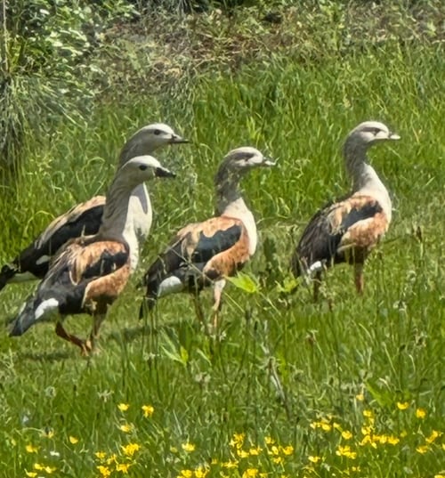 Orinoco Geese in the South Park meadow