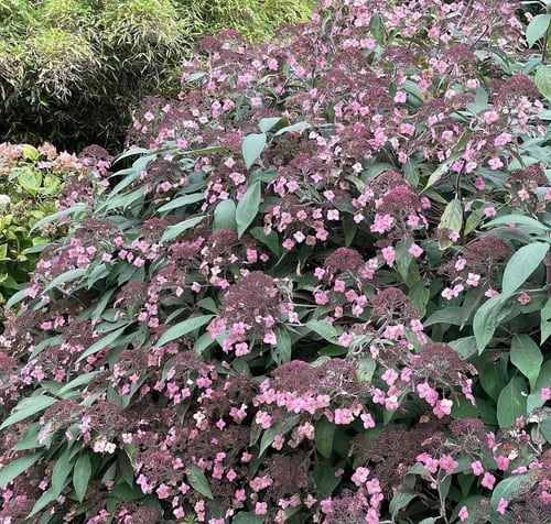 The fading flowers of the huge Hydrangea aspera Villosa Group