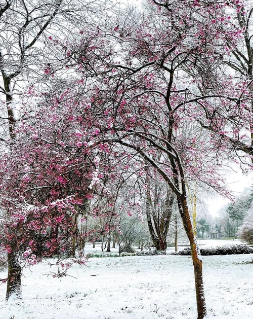 Prunus 'Kursar' flowering in spite of the late snow