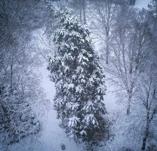Sequoiadendron giganteum burdened with snow