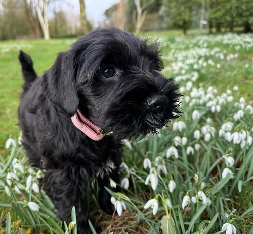 Coco's daughter, Maple, on her first outing into the garden in late Winter 2023/2024