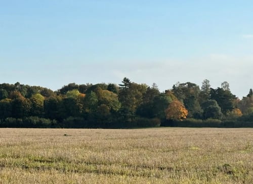 The arboretum seen from outside approaching the village from the west