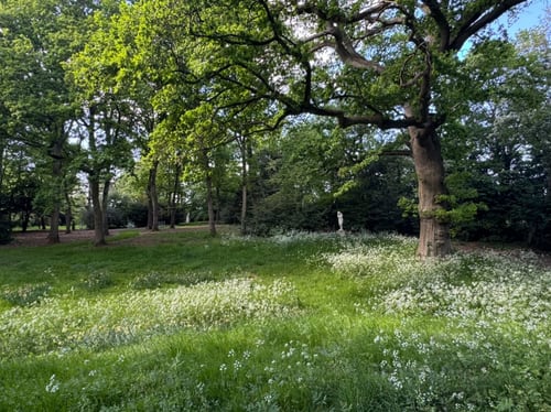 The Oak Glade with wildflowers beneath the English Oak canopy