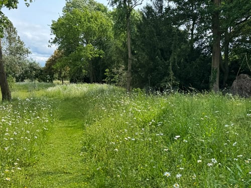 A mown path through the wildflower meadow in summer