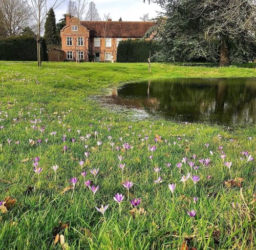 Saling Hall with spring crocuses
